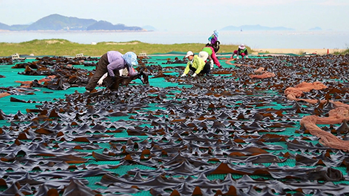 다시마를 건조하는 어민들.JPG