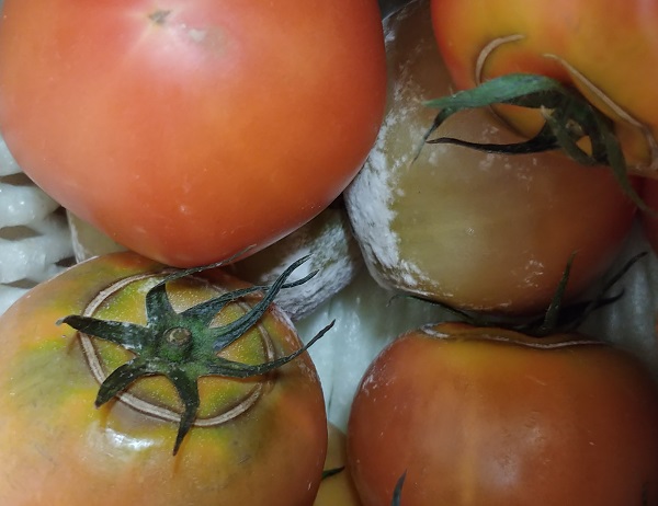 노컷.jpg 노컷.jpg