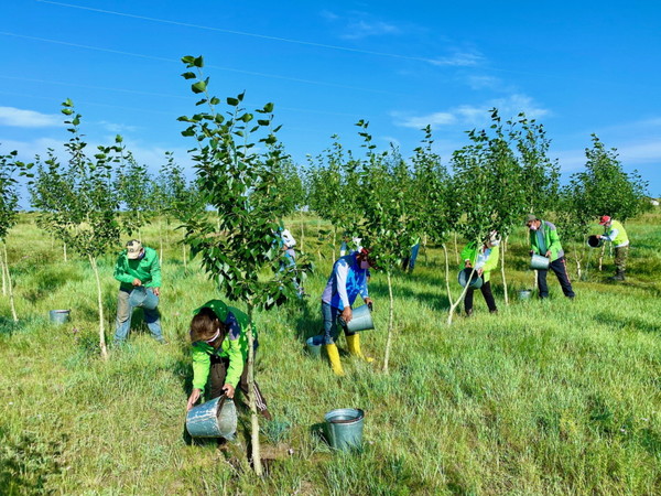 ▲푸른아시아 관계자, 몽골 대학생, 현지 주민으로 구성된 환경봉사단이 몽골 ‘카스 희망의 숲’ 일대에서 포플러 나무 식재 후 물을 주고 있다.