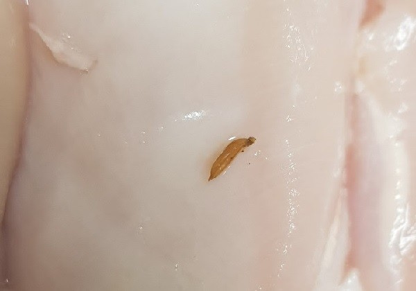 ▲마니커 측에서 왕겨를 찍어 보내줬다. 김 씨가 발견한 이물과 흡사하다.