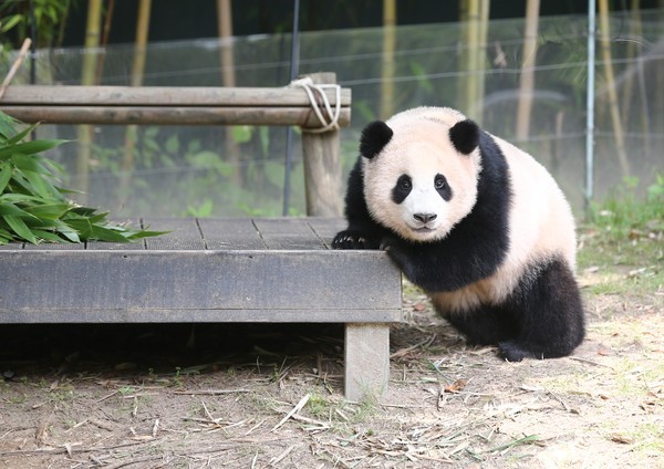 ▲아기판다 푸바오.