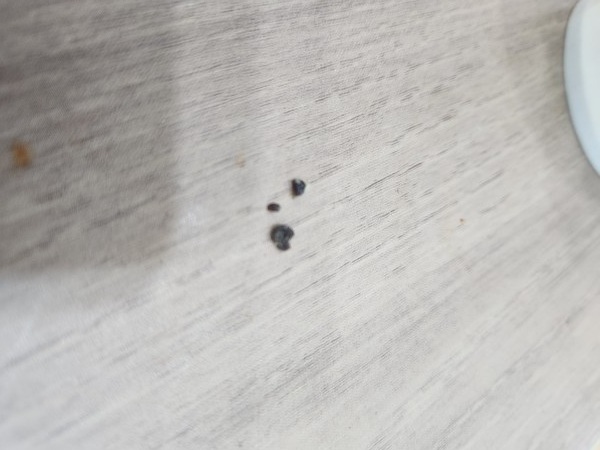 ▲노 씨가 제공한 통조림 식품 속 이물질 사진. 석탄같이 단단하고 검은색을 띄었다