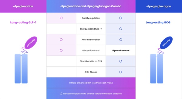 ▲에페글레나타이드(왼쪽)와 에페거글루카곤 결합 시 비만 치료, 지질대사 개선 등에서 시너지 효과가 발생할 수 있다. 출처-한미약품