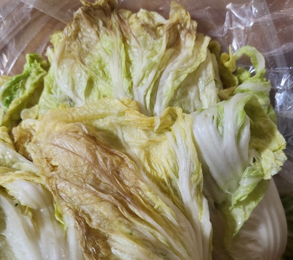 ▲배춧잎이 누렇게 뜨고 썩은 절임배추가 배송돼 소비자가 망연자실했다