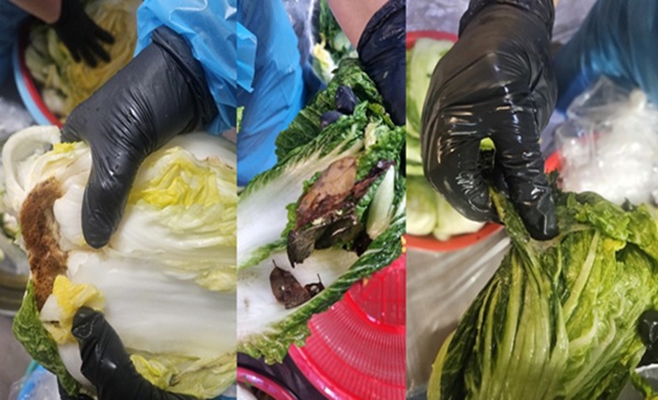 ▲(왼쪽부터) 밑동에 묻은 진흙, 배춧잎 사이 나뭇잎, 점액질이 묻어 나온 변색된 겉잎